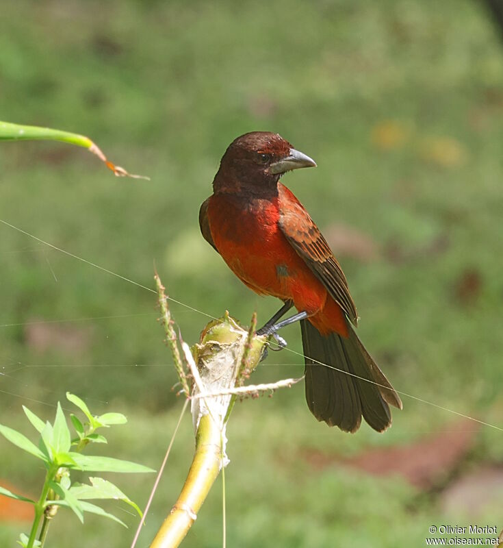 Tangara à dos rouge