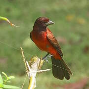 Crimson-backed Tanager