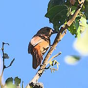 White-lined Tanager