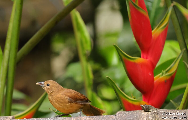 White-lined Tanager female