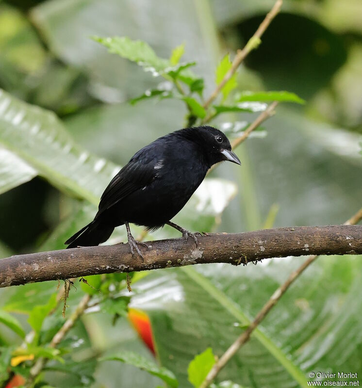 White-lined Tanager male