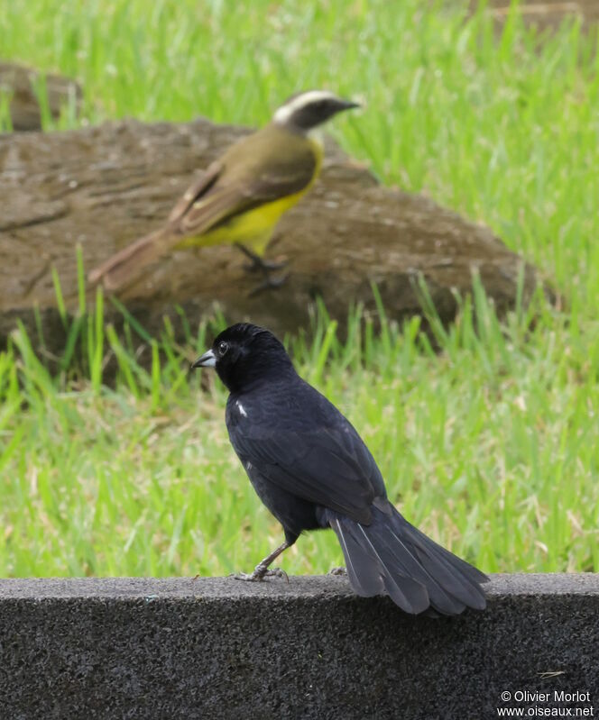 White-lined Tanager male