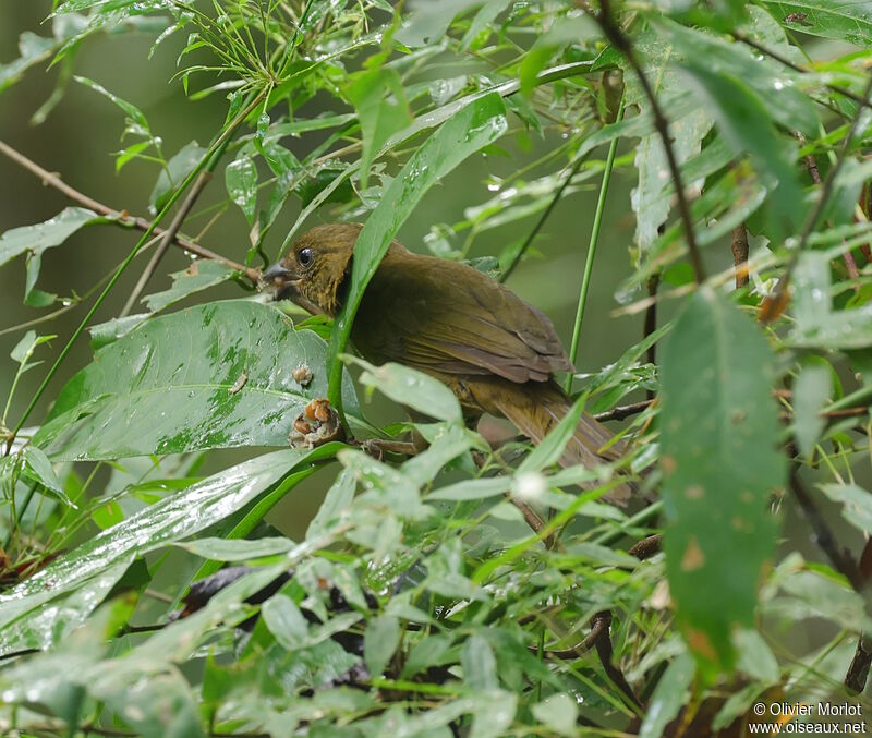 Tangara à gorge rouge femelle