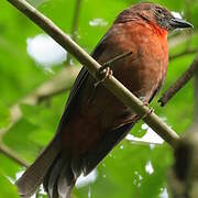 Tangara à gorge rouge