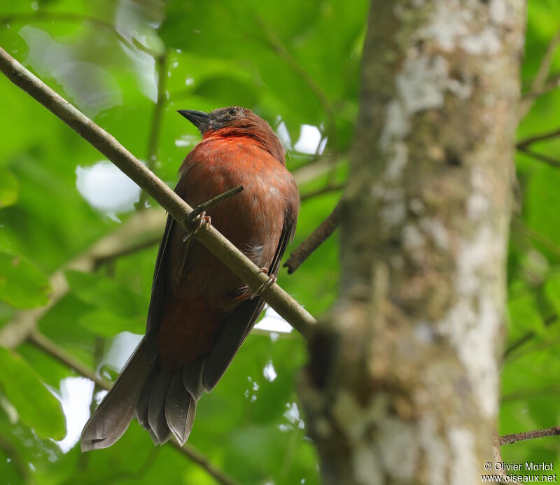 Tangara à gorge rouge mâle