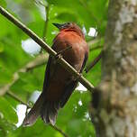 Tangara à gorge rouge