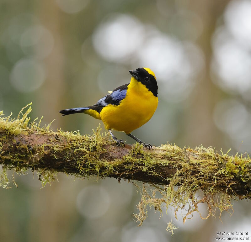 Tangara à nuque jaune