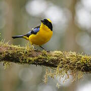 Blue-winged Mountain Tanager