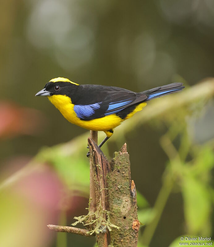 Tangara à nuque jaune