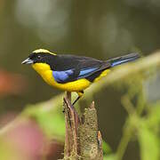 Blue-winged Mountain Tanager