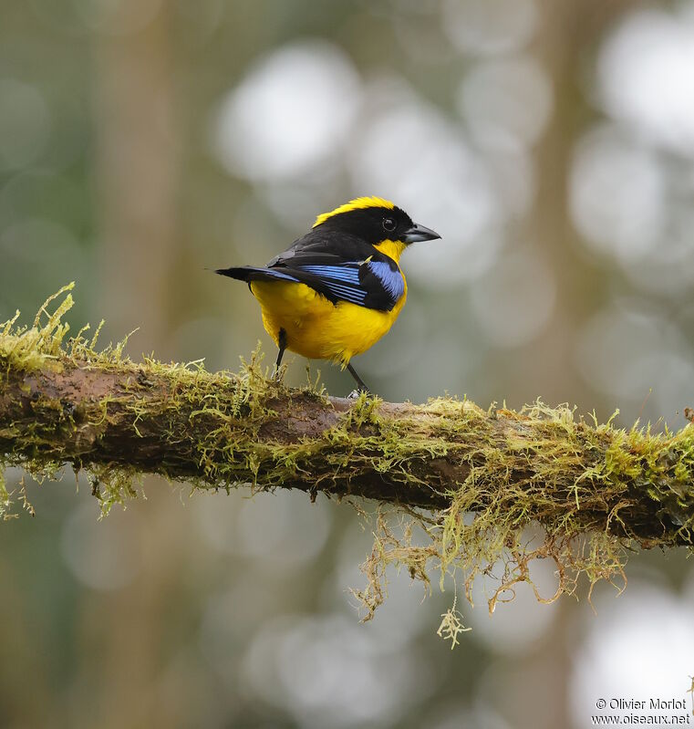 Tangara à nuque jaune