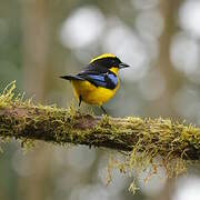 Blue-winged Mountain Tanager