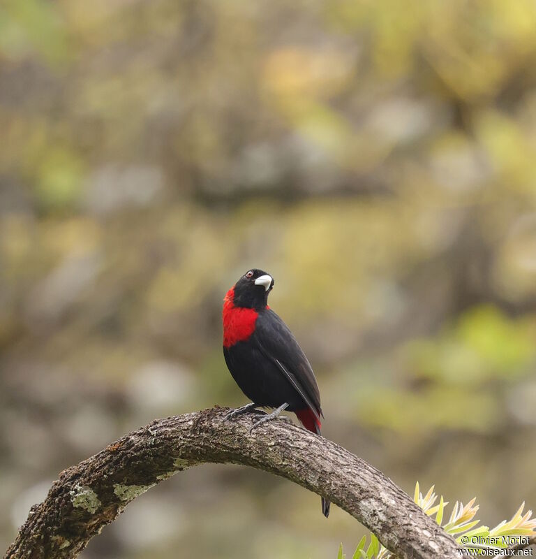 Crimson-collared Tanager