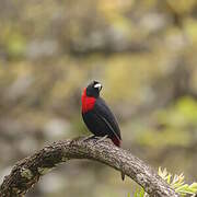 Crimson-collared Tanager