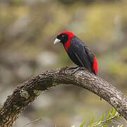 Crimson-collared Tanager