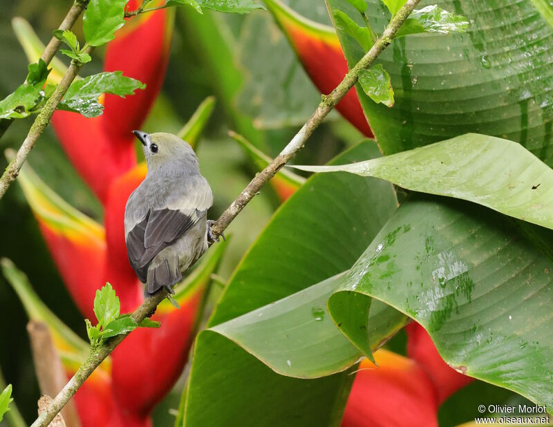 Palm Tanager