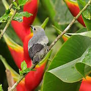 Palm Tanager