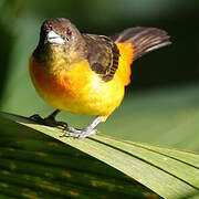 Flame-rumped Tanager