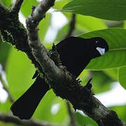 Flame-rumped Tanager