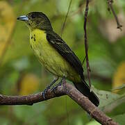 Flame-rumped Tanager