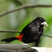 Flame-rumped Tanager