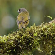 Dusky Chlorospingus