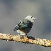 Sayaca Tanager