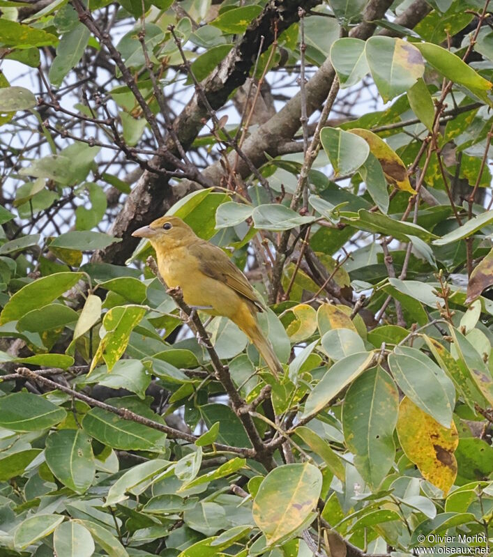 Summer Tanager female