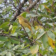 Summer Tanager