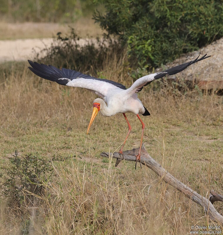 Yellow-billed Stork