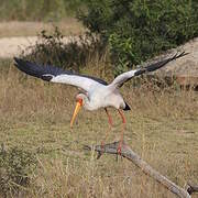 Yellow-billed Stork