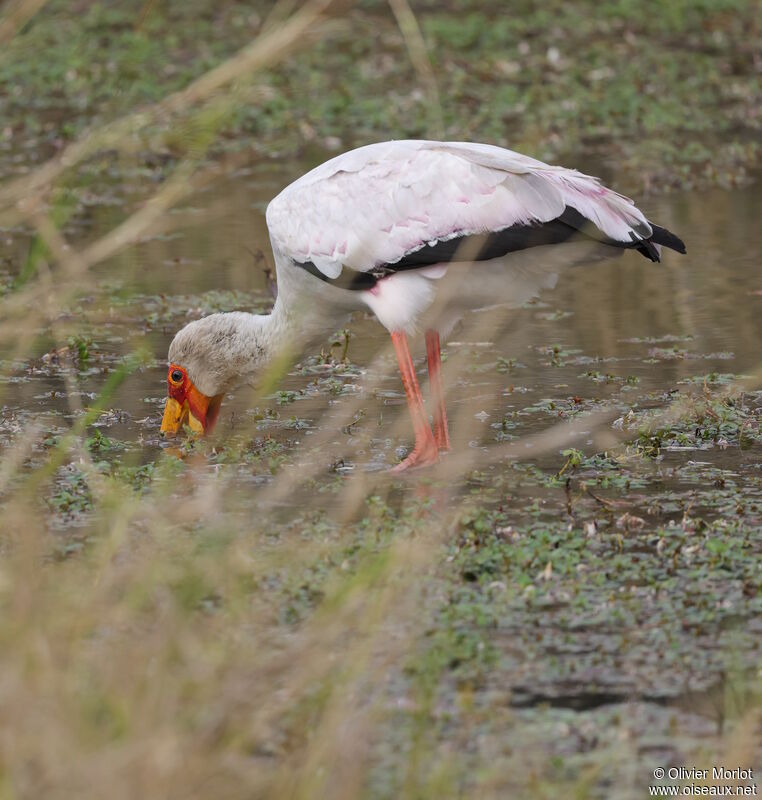 Yellow-billed Stork