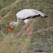 Yellow-billed Stork