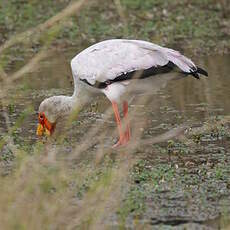 Tantale ibis