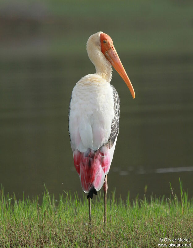 Painted Stork