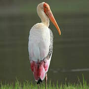 Painted Stork