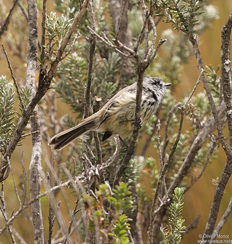 Taurillon mésange