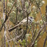 Taurillon mésange