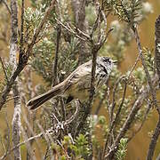 Tufted Tit-Tyrant