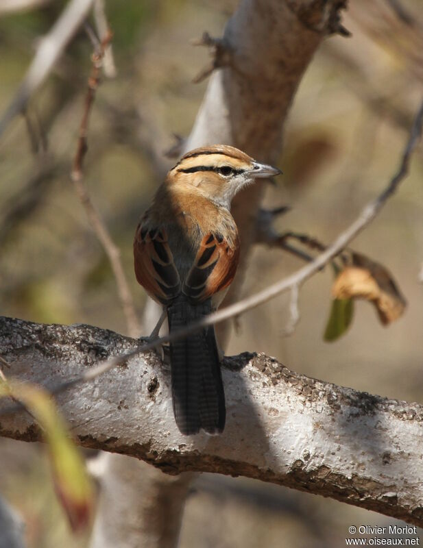 Brown-crowned Tchagra