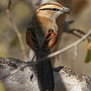 Brown-crowned Tchagra