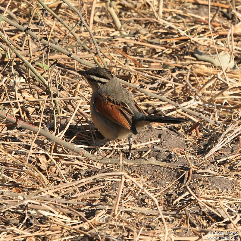 Tchagra à tête brune