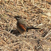 Brown-crowned Tchagra