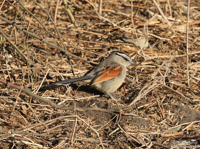 Brown-crowned Tchagra