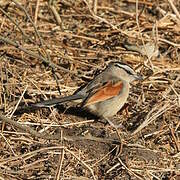 Brown-crowned Tchagra