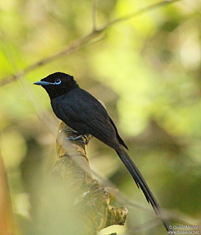 Seychelles Paradise Flycatcher