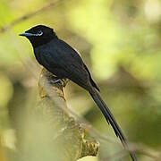 Seychelles Paradise Flycatcher