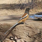 Rufous Treepie