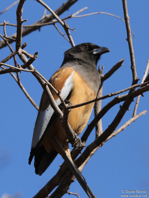 Rufous Treepie