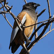 Rufous Treepie